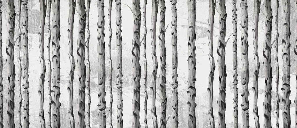 Fototapeta-Rzad-Brzozowych-Pni_2138450829-1