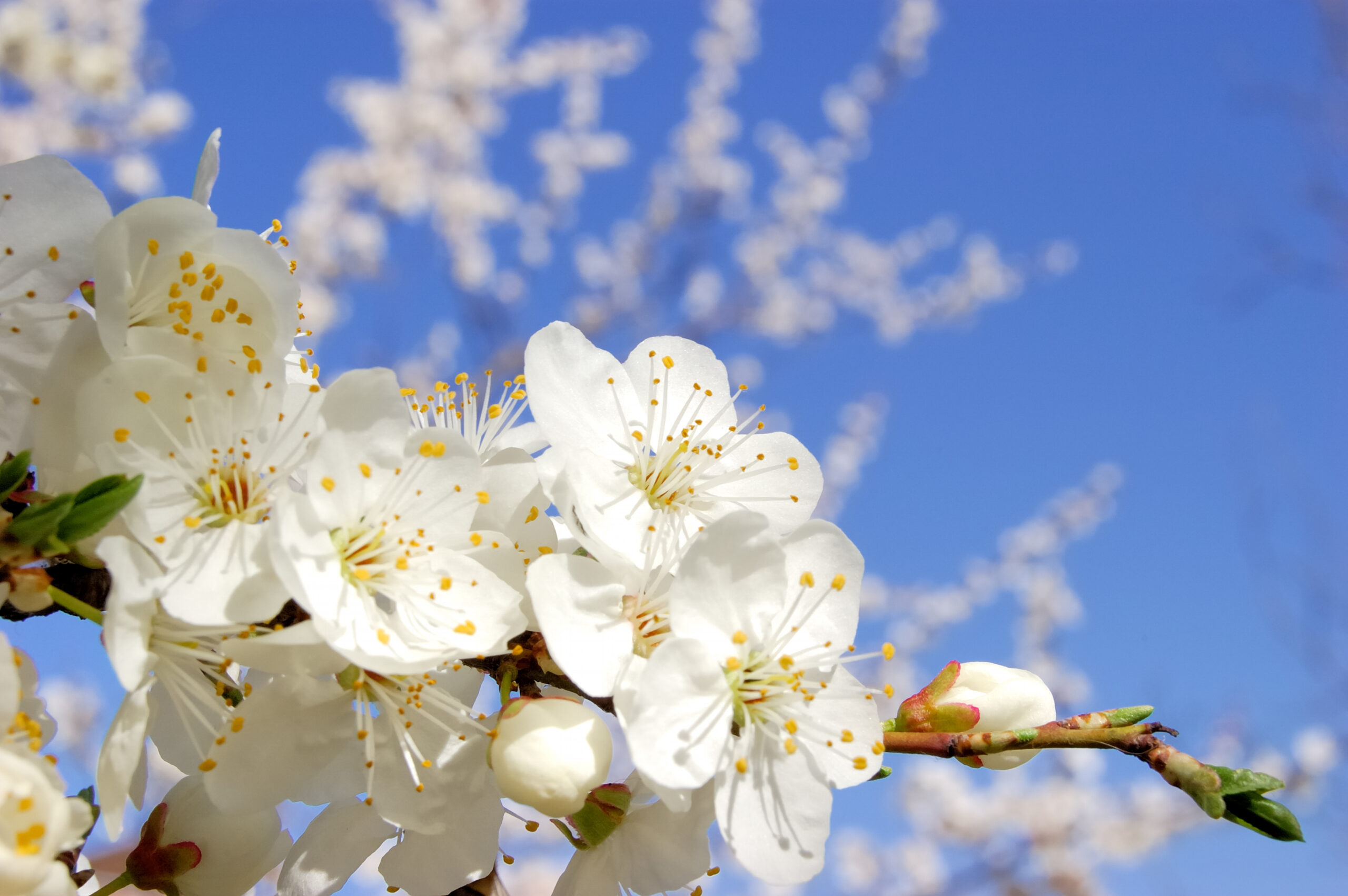 Plum,Bloom