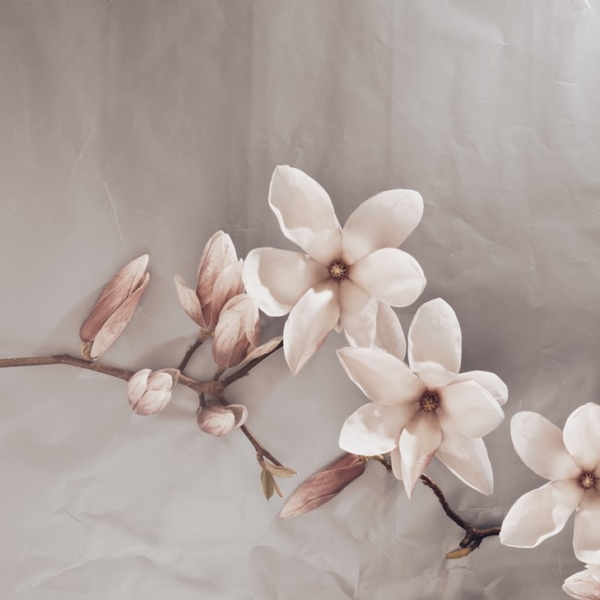 Fototapet Magnolii bej